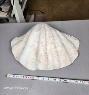 a357- large, natural giant clam shell - Image 2
