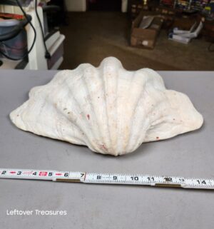 a357- large, natural giant clam shell - Image 3